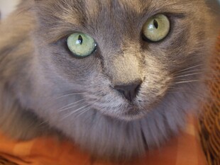 绿眼长毛猫的可爱瞬间