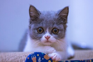 可爱灰猫玩彩色玩具