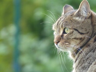 侧头凝视的斑纹猫咪