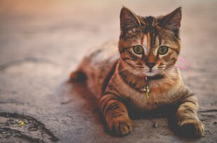 趴着的条纹猫咪