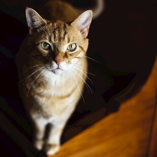 可爱猫咪凝视镜头