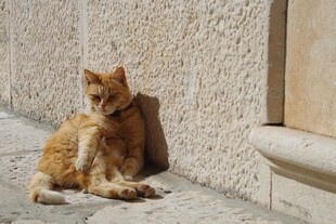 墙边休憩的橘猫