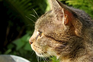 侧头猫咪