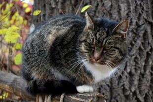 树干上休憩的斑纹猫咪