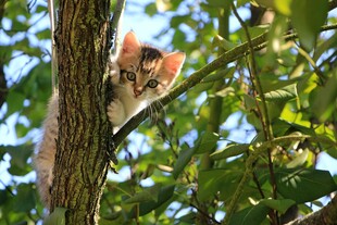 树上的可爱猫咪