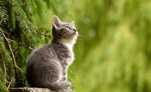 小猫于绿植间仰头凝望