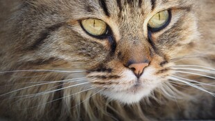 凝视的长毛猫