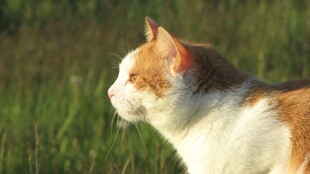 田园猫于草地侧头凝望