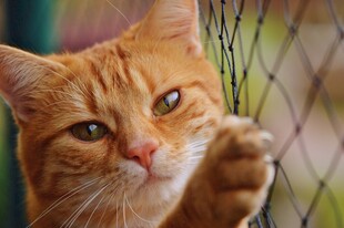 橘猫抓网好奇模样