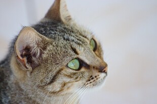 绿眼狸花猫的侧颜特写