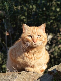 阳光下的橘猫