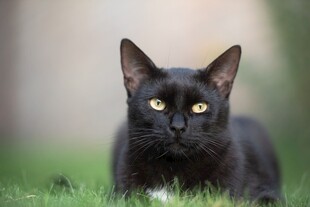 草地上的黑猫咪