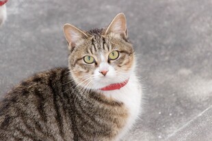 戴红项圈的斑纹猫咪