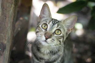 斑纹猫咪仰头好奇张望