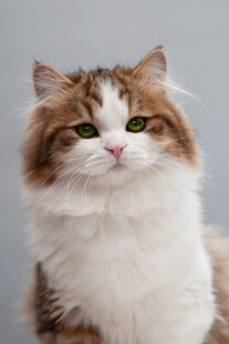 可爱长毛猫的优雅瞬间