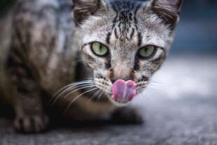 俏皮猫咪吐舌卖萌瞬间