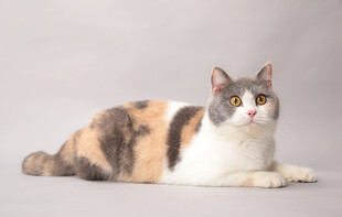 三色猫咪悠闲趴卧