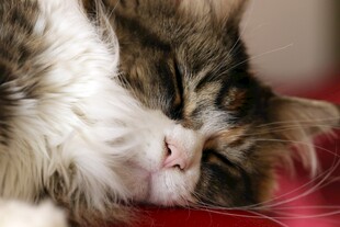 酣睡的长毛猫咪