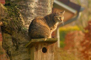 树上木台上的可爱猫咪