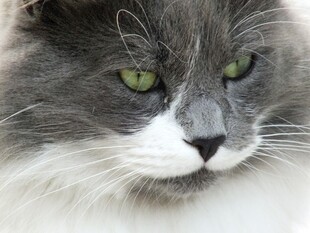 灰毛绿眼长毛猫咪特写