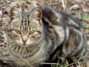 野外的虎斑猫
