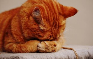 橘猫慵懒趴卧