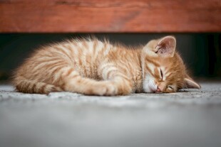 橘小猫酣睡瞬间
