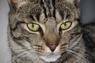 绿眼斑纹猫特写