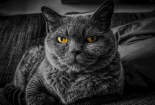凝视的灰毛猫咪