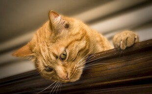 橘猫探头好奇张望