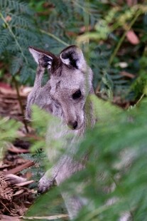 草丛中的小袋鼠