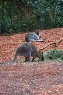 两只袋熊在户外场景中