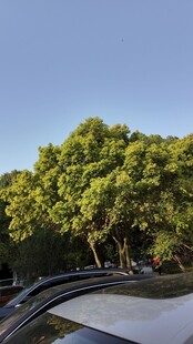 绿树环绕的现代建筑景观