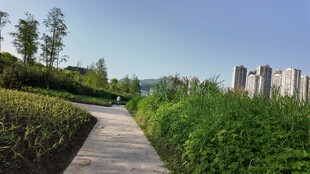 城市中的静谧绿植小径