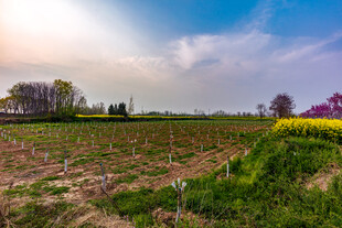 田园风光中的多彩田野