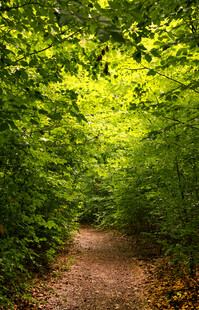 林间幽径绿意盎然