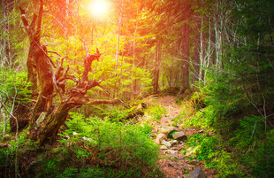 阳光洒落的森林小径