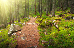 林间阳光小径绿意盎然