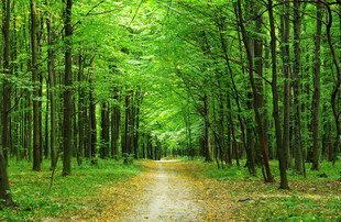 林间幽径绿意盎然的森林