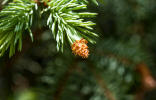 松枝上的小松果