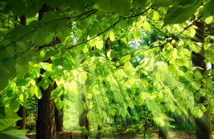 阳光穿透绿叶的静谧景象