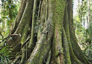 长满苔藓的粗壮树根