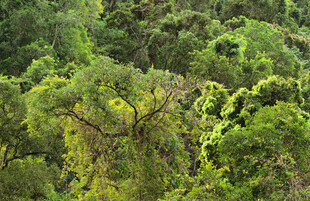 茂密丛林绿意盎然