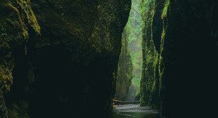 幽秘峡谷中的绿意通道