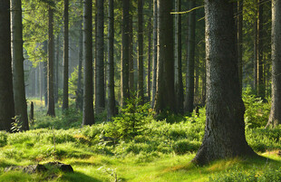 森林清晨绿意盎然景象