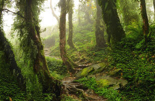 神秘森林中的幽静绿意小径