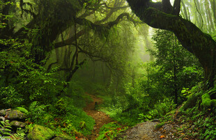 迷雾中的幽森林间小径
