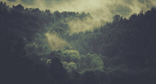 雾霭山林的静谧景致