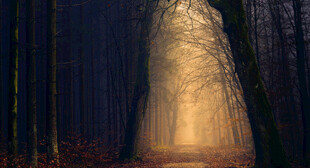 林间神秘光影通道