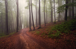 雾中幽径静谧森林之景